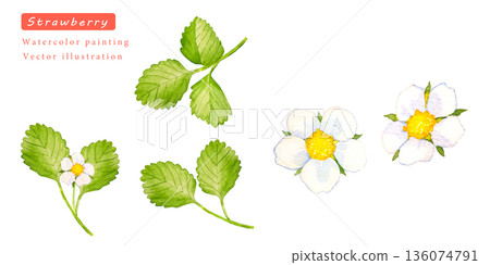 Strawberry white flowers and leaves vector illustration 136074791