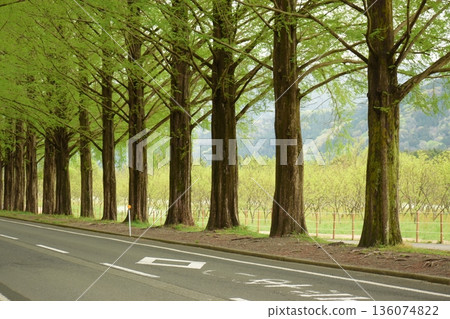 綠意盎然的水杉樹成蔭的街道 136074822