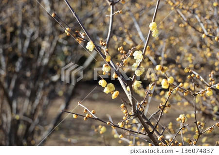 荒涼季節的花朵也開始零星綻放。 荒涼季節的花朵也開始零星綻放。 136074837