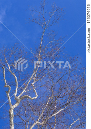 Beautiful birch trees 136074956