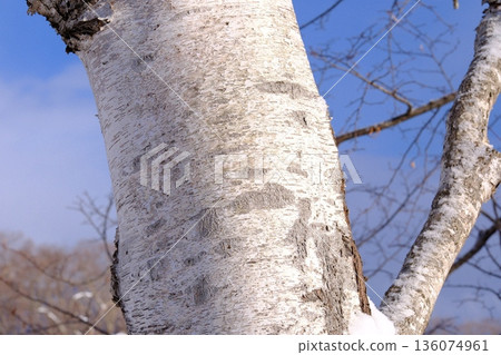 Beautiful birch trees Beautiful birch trees 136074961