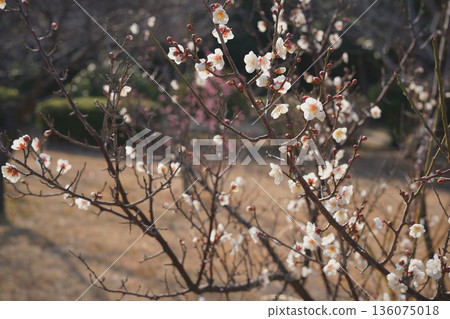 Plum blossoms in Municipal Park Plum blossoms in Municipal Park 136075018