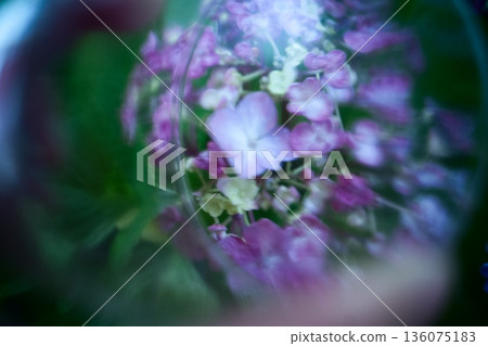 女人的手拿著一杯繡球花 136075183