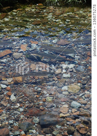 A school of rainbow trout swimming in a stream A school of rainbow trout swimming in a stream 136075278