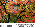 三種顏色的楓葉形成美麗的對比 136075350