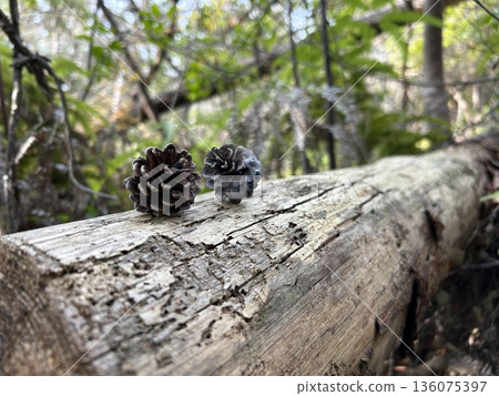 pine cones on the tree pine cones on the tree 136075397