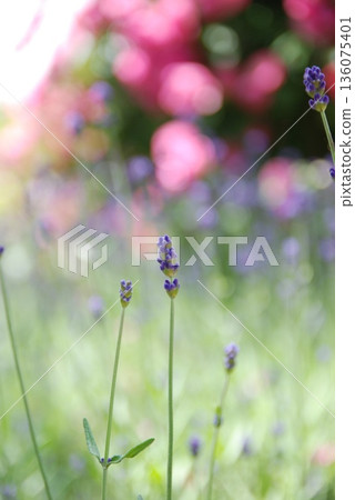 Refreshing and cute lavender Refreshing and cute lavender 136075401