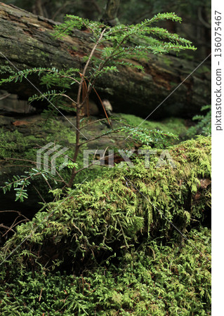 白米池、苔蘚與原始森林 白米池、苔蘚與原始森林 136075467