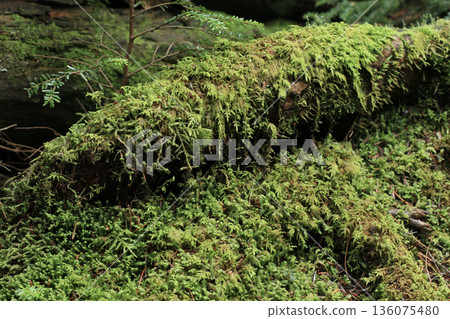 Shirakome Pond, Moss and Primeval Forest Shirakome Pond, Moss and Primeval Forest 136075480