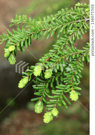 苔蘚和原始森林鐵杉葉 苔蘚和原始森林鐵杉葉 136075508