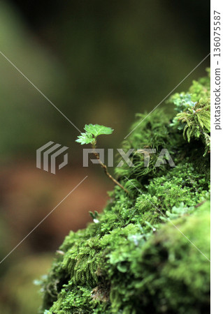 白米池、苔蘚與原始森林 136075587