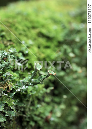 Shirakome Pond, Moss and Primeval Forest Shirakome Pond, Moss and Primeval Forest 136075597
