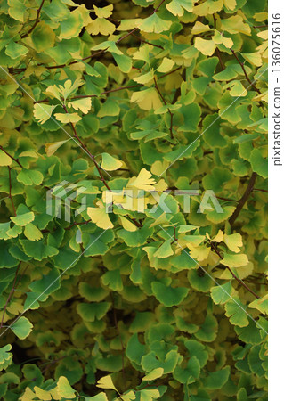 Background material photo of a close-up of a plant wall Background material photo of a close-up of a plant wall 136075616