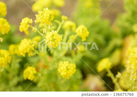 Rape blossoms, spring flowers, yellow, February, image, [Kanagawa Prefecture] 136075766