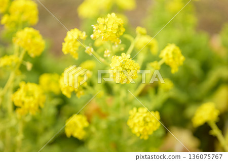 Rape blossoms, spring flowers, yellow, February, image, [Kanagawa Prefecture] 136075767