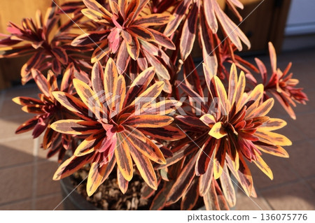 秋季的金彩虹大戟 136075776