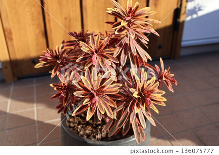 Euphorbia Golden Rainbow in autumn 136075777