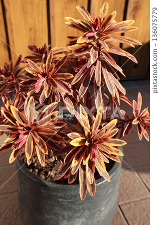 秋季的金彩虹大戟 136075779