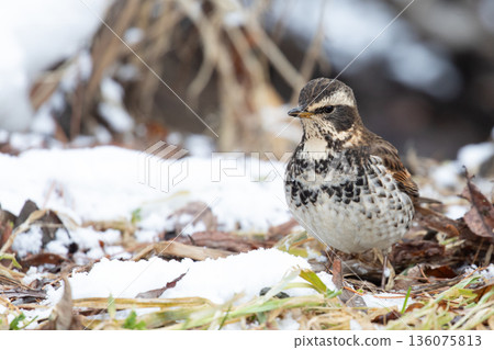 Snow and thrush Snow and thrush 136075813