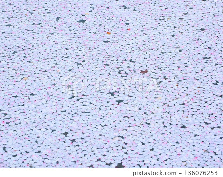 粉紅色花筏紋理 | 春季日式風格背景 136076253