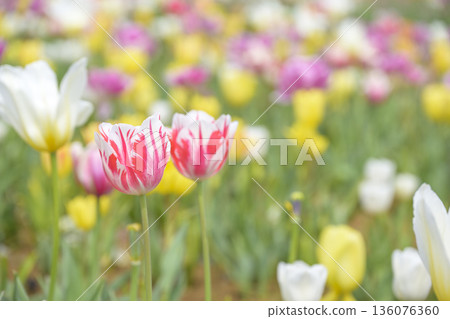 Tulip fields, spring flowers, pink, red, white, April, image [Kanagawa Prefecture] 136076360
