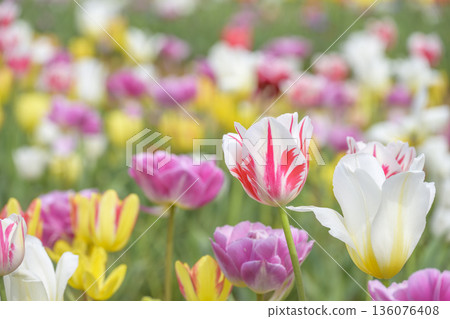 Tulip fields, spring flowers, pink, red, white, April, image [Kanagawa Prefecture] 136076408