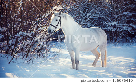 Hakuba Hakuba 136076410