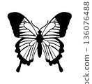 Butterfly. Vector illustration design 136076488