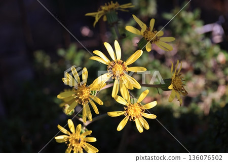 日本銀葉花特寫 136076502