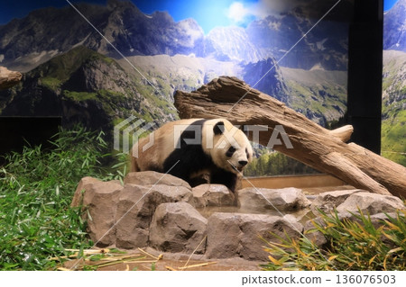 熊貓在動物園裡 136076503