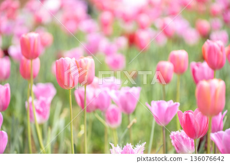 鬱金香花田,鬱金香,粉紅色,花,春天,四月,圖片,神奈川縣 鬱金香花田,鬱金香,粉紅色,花,春天,四月,圖片,神奈川縣 136076642