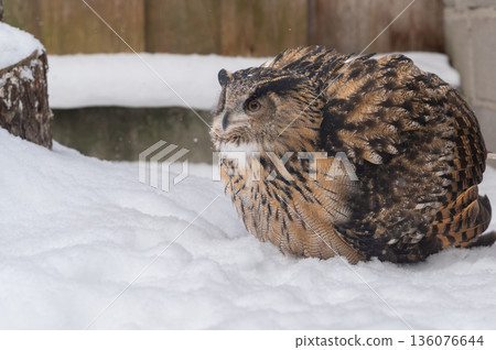 Eurasian Eagle-Owl, Bubo bubo 136076644