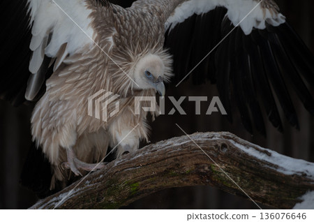Himalayan Vulture or Himalayan Griffon Vulture Himalayan Vulture or Himalayan Griffon Vulture 136076646