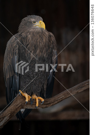 White-tailed eagle (Haliaeetus albicilla), also known as the sea eagle. 136076648