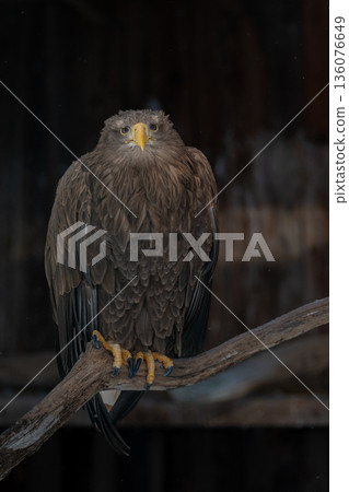 White-tailed eagle (Haliaeetus albicilla), also known as the sea eagle. White-tailed eagle (Haliaeetus albicilla), also known as the sea eagle. 136076649
