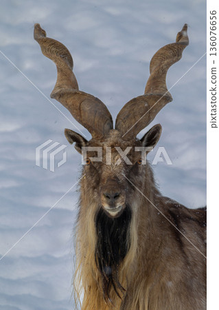 Bukharan markhor at winter 136076656