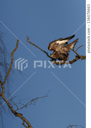 Common buzzard (Buteo buteo) on a winter scene 136076663