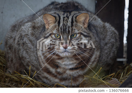 Amur Forest Cat (Prionailurus Felis Bengalensis Euptilura), the Far Eastern Forest Cat Amur Forest Cat (Prionailurus Felis Bengalensis Euptilura), the Far Eastern Forest Cat 136076666