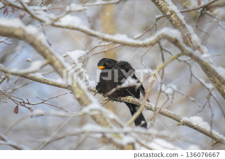 one alive black blackbird in winter scenery one alive black blackbird in winter scenery 136076667