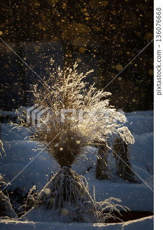Brown golden dry grass under the snow 136076668