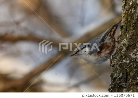 The Nuthatch (Sitta europaea) in a classical position The Nuthatch (Sitta europaea) in a classical position 136076671