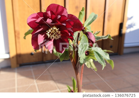 Red double-flowered Christmas rose Red double-flowered Christmas rose 136076725