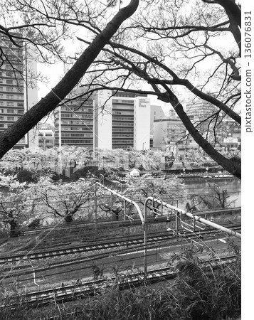 Cherry blossom trees along a moat in Tokyo Cherry blossom trees along a moat in Tokyo 136076831