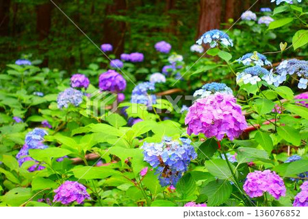 Hydrangeas in full bloom, Ideshio Monjudo, Yamagata City Hydrangeas in full bloom, Ideshio Monjudo, Yamagata City 136076852