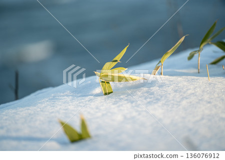 Snow, snowy field, winter, winter scenery, snowy landscape, bamboo, bamboo leaves, bamboo, plants, grass, budding, sprouts, life, vitality, nature, natural scenery 136076912