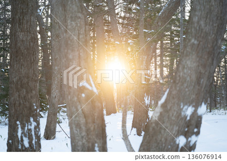 冬日與春日的對比,體現在雪地裡冒出的竹葉上。在寂靜中,我們能感受到大自然的力量。 冬日與春日的對比,體現在雪地裡冒出的竹葉上。在寂靜中,我們能感受到大自然的力量。 136076914