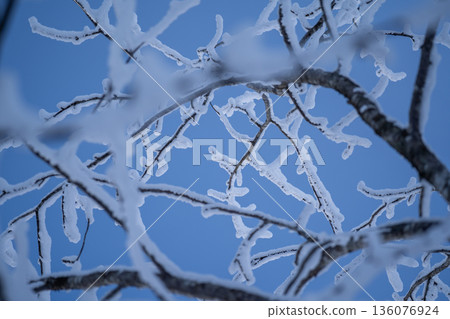 Winter natural background with tree branches covered in frost shining against the blue sky Winter natural background with tree branches covered in frost shining against the blue sky 136076924