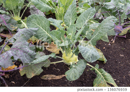 White and purple kohlrabi growing in organic kitchen garden. Brassica oleracea gongylodes White and purple kohlrabi growing in organic kitchen garden. Brassica oleracea gongylodes 136076939