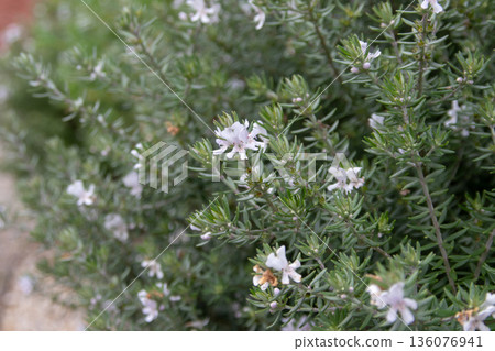 Westringia longifolia flowering branches with small white flowers 136076941