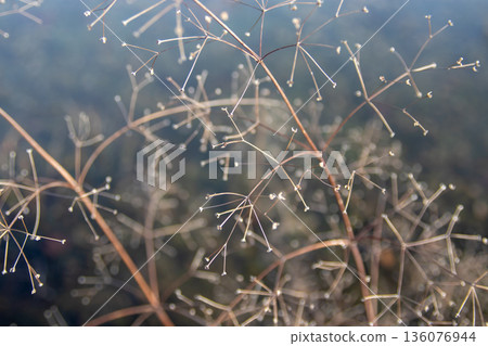Alisma stems in winter pond. Water-plantain. Dreamy garden aesthetic selective focus and bokeh. Ornamental aquatic photography Alisma stems in winter pond. Water-plantain. Dreamy garden aesthetic selective focus and bokeh. Ornamental aquatic photography 136076944